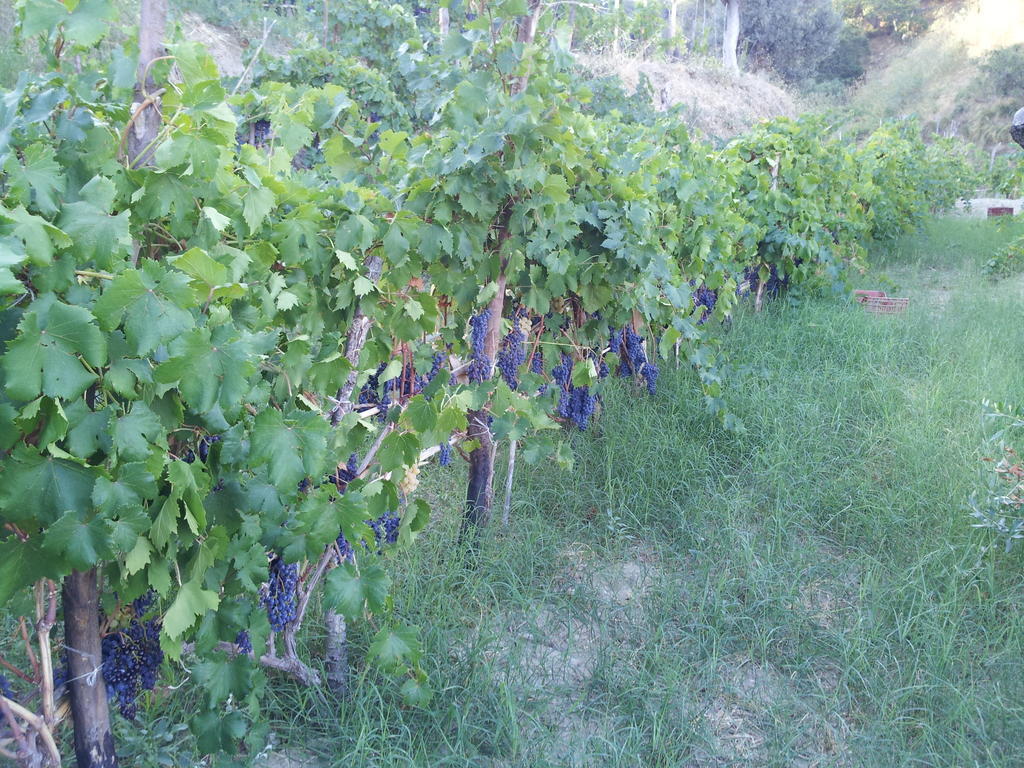 Il Giardino Di Ausonia Acomodação com café da manhã Reggio di Calabria Exterior foto